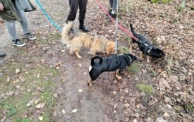 Messenger_creation_0B94F820-D0CC-4D91-B812-FC33D1E13503